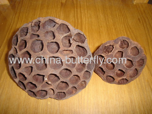 Dried lotus pods