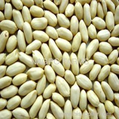 Canary Seeds, Hazelnuts, Roasted Peanuts, Pecan Nuts, Pistachio, Walnuts and Wheats