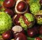 Horse chestnut extract