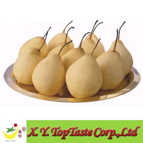 Chinese fresh ya pear,Nashi pear,asian pear of 2011
