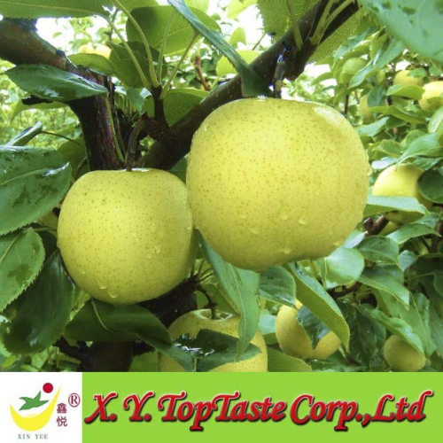 Chinese fresh Nashi pear,ya pear,asian pear of 2011 crop