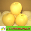 2011 Fresh huangguan pear,bagging pear,crown pear