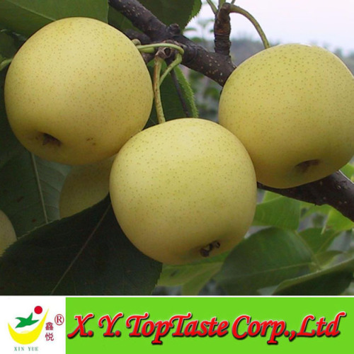 golden pear,fresh fruit,crown pear,snow pear