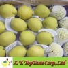 Shandong pear,green crip pear