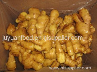 Shandong Fresh Ginger