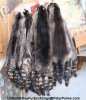 Raccoon Pelts