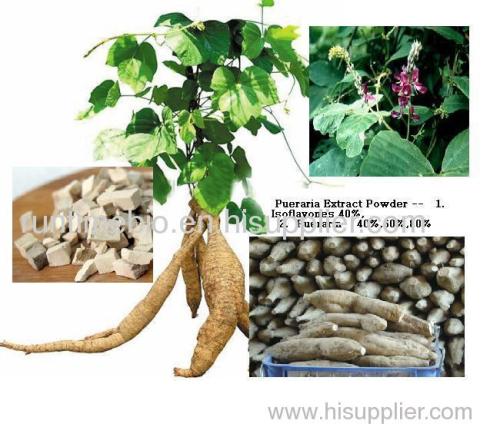 Pueraria Extract Powder