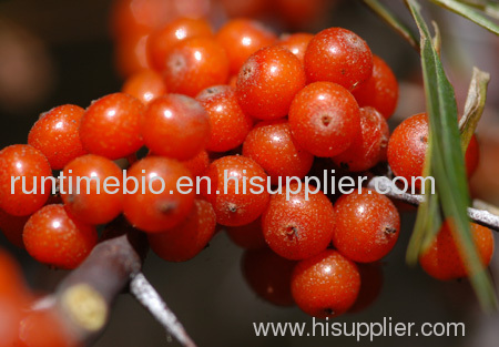 Sea Buckthorn P.E.