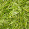 Green Tea P. E.