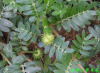 Tribulus Terrestris Extract Saponins 40% Fructus Tribuli