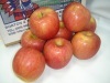 fresh Yantai fuji apple