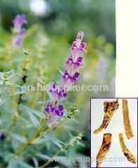 Scutellaria baicalensis extract