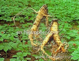 American Ginseng Root Extract