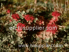 Rhodiola P.E. / rhodiola extract powder