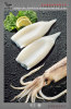 frozen squid tubes, squid rings, seafood mix, pllock fillets, salmon,red fish,hake,cod,mahi mahi etc.