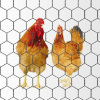 hexagonal wire mesh (manufacturer)