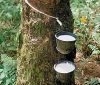 Natural Rubber