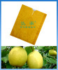 pear paper product