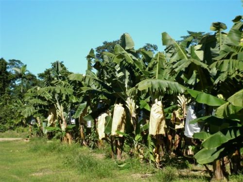 Banana growing bag