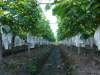 Fruit growing bag