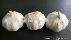 White garlic