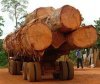 ,pine , teak , birch , oak, tali , mahogany , hemlock , sandalwood, hardwood, ironwood, beech logs,spruce logs