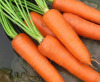 Carrot