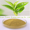 Green Tea Polyphenols 50%-98%