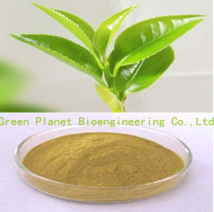 Green Tea Polyphenols 50%-98%