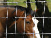 cattle and field fence