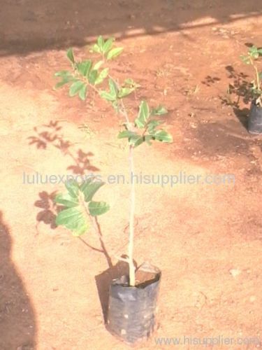 CUSTARD APPLE PLANTS