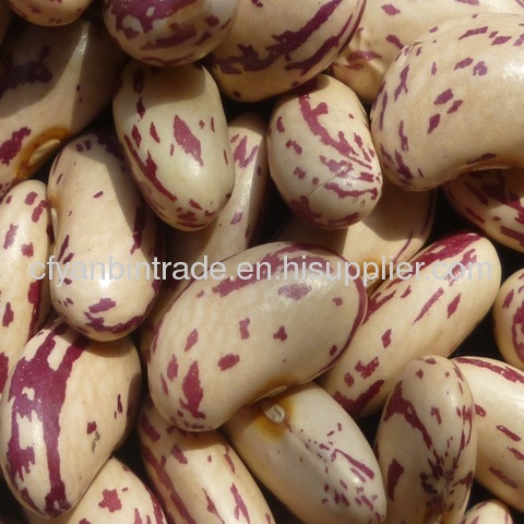 Light Speckled Kidney Bean