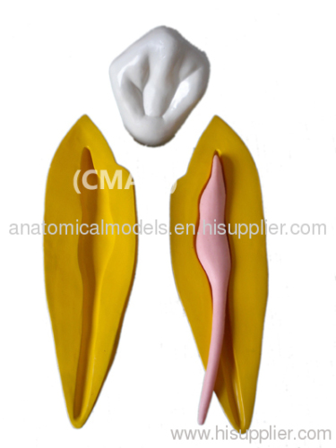 T-KM02A, 15x size permanent teeth model ,T-KM02A3