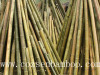 moso bamboo pole