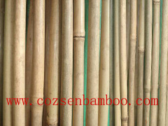 bamboo tonkin