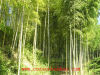 bamboo supplier