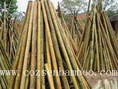 bamboo plant supports