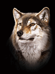 3d wolf picture art