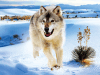 3d wolf picture art picture