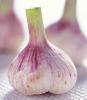 purple garlic