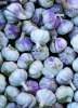 purple garlic