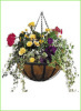 hanging baskets