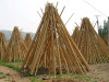 Bamboo Poles