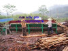 tree debarking machine