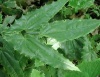 Icariin Epimedium sagittatum 10~98% Icariin by HPLC--Y&L