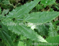 Icariin Epimedium sagittatum 10~98% Icariin by HPLC--Y&L