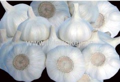 fresh chinese jinxiang garlic of all sizes