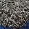 Confectionary striped sunflower seeds 5009