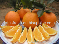 Navel orange