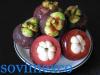 Mangosteen